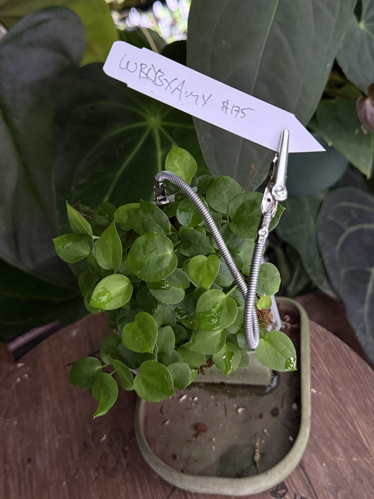 Anthurium "Wonder Boy A" x 'Amy'