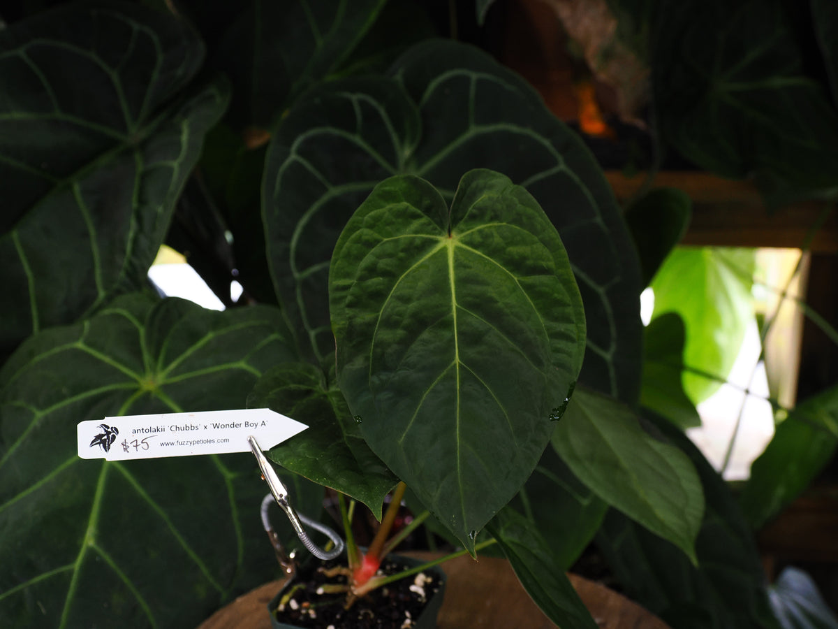 Anthurium antolakii "Chubbs" x "Wonder Boy A"