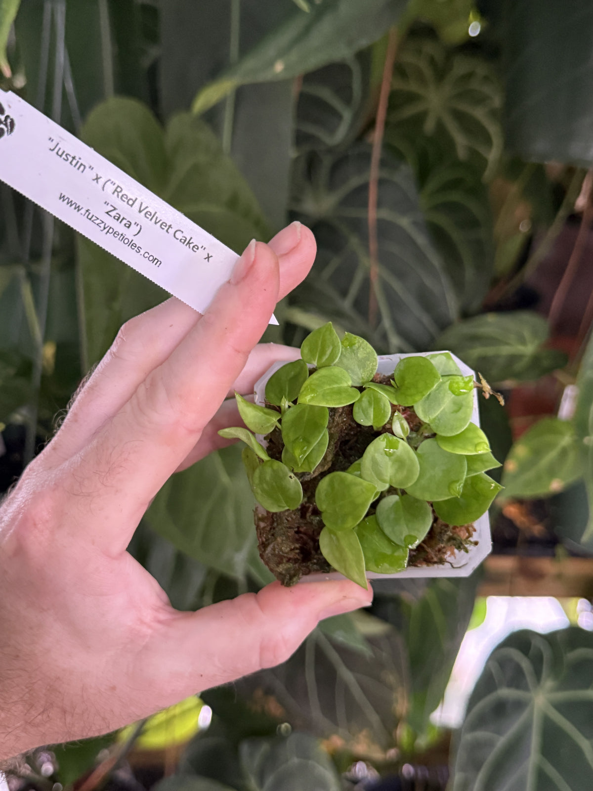 Anthurium "Justin" x ("Red Velvet Cake" x "Zara")
