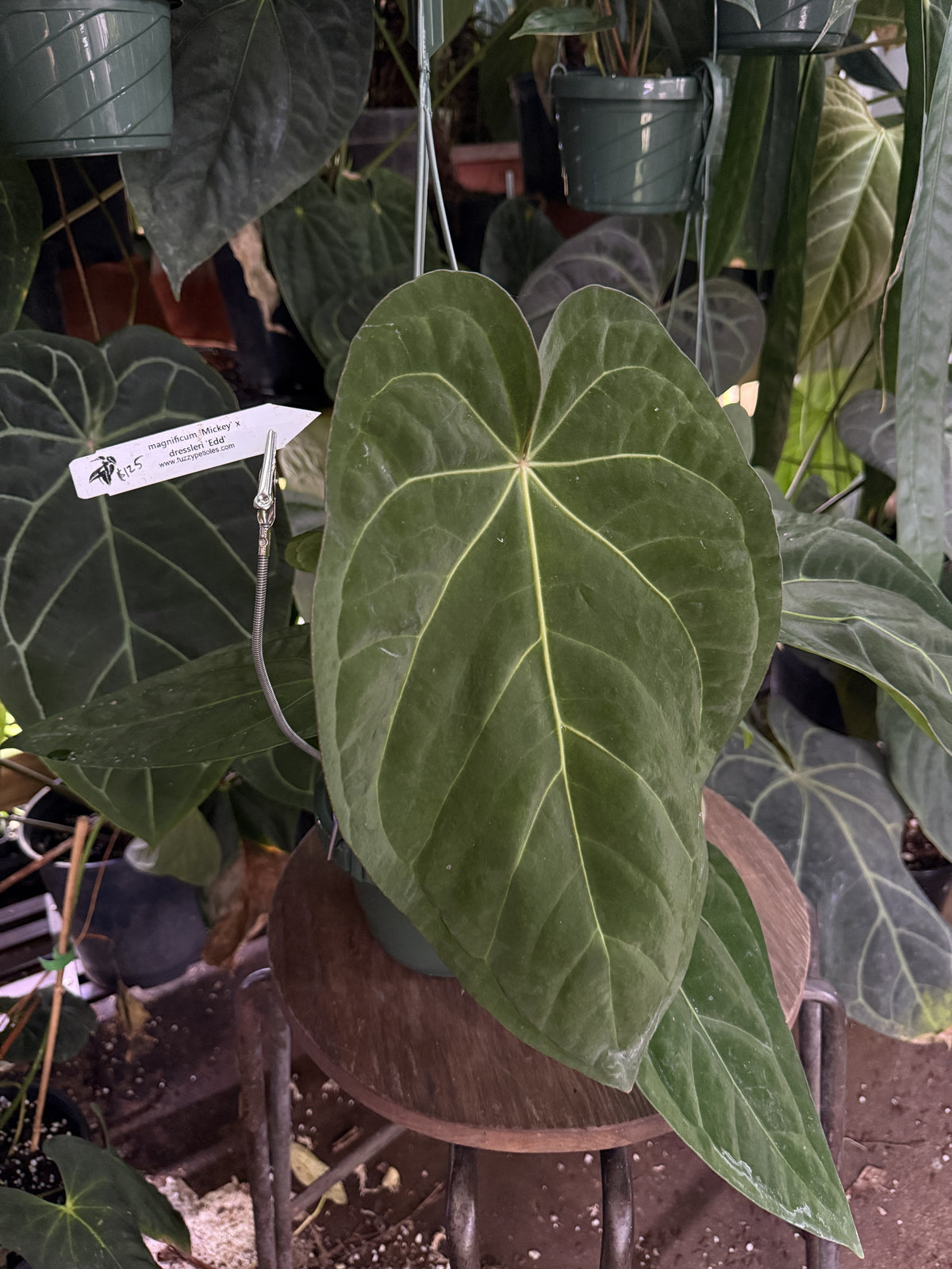 Anthurium magnificum "Mickey" x dressleri "Extremely Dark Dressleri"