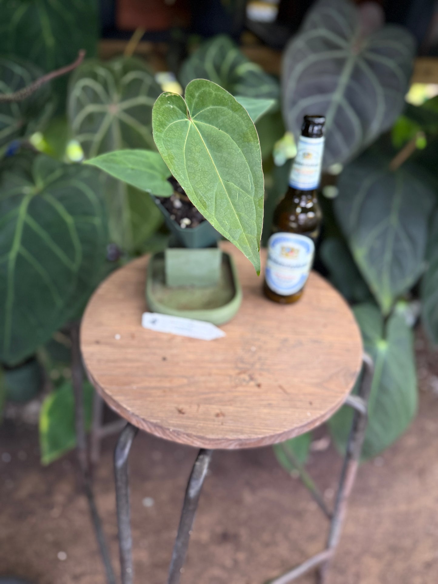 Single 3" pot