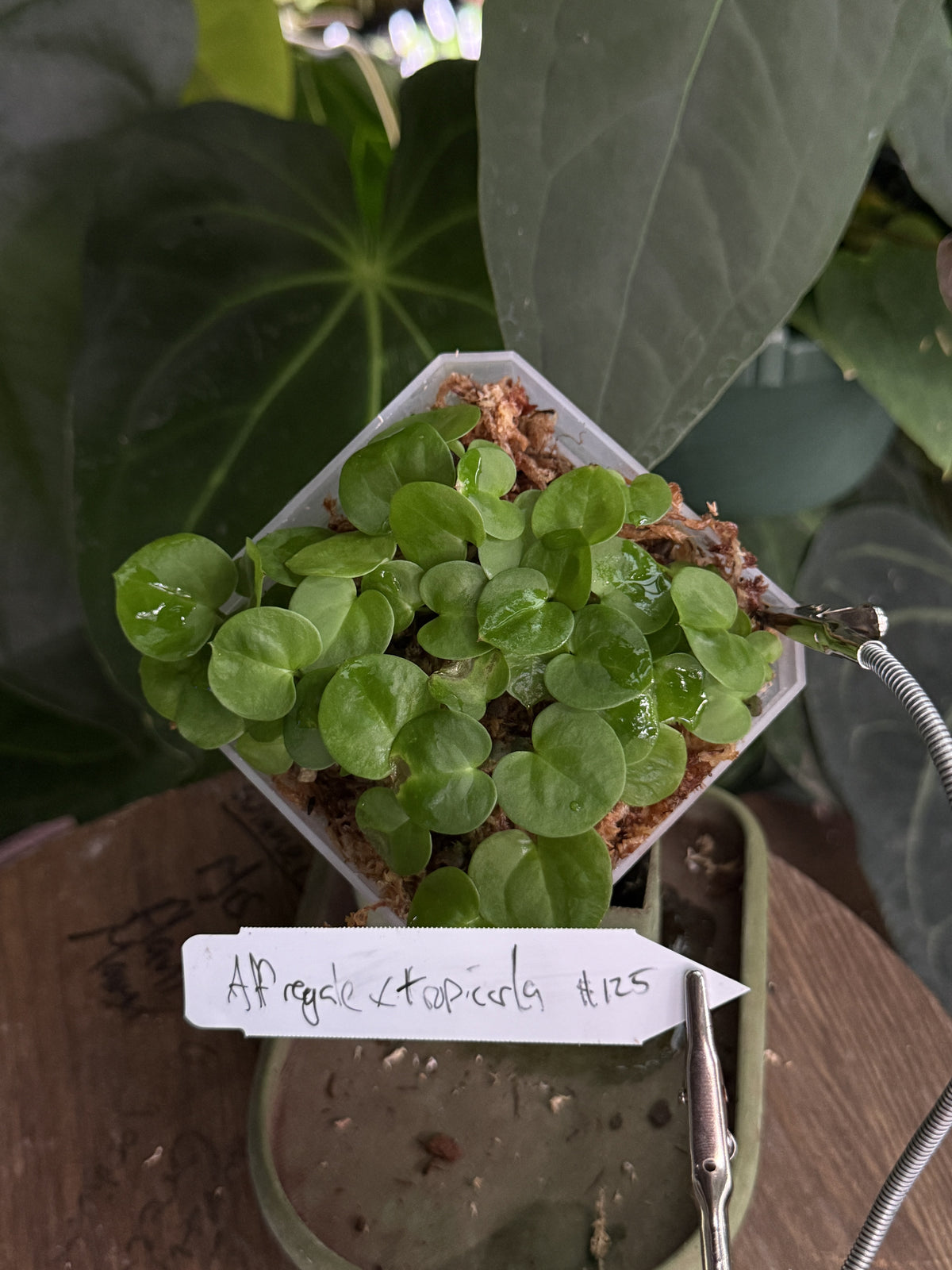 Anthurium aff regale x carlablackiae "Tropicarla"