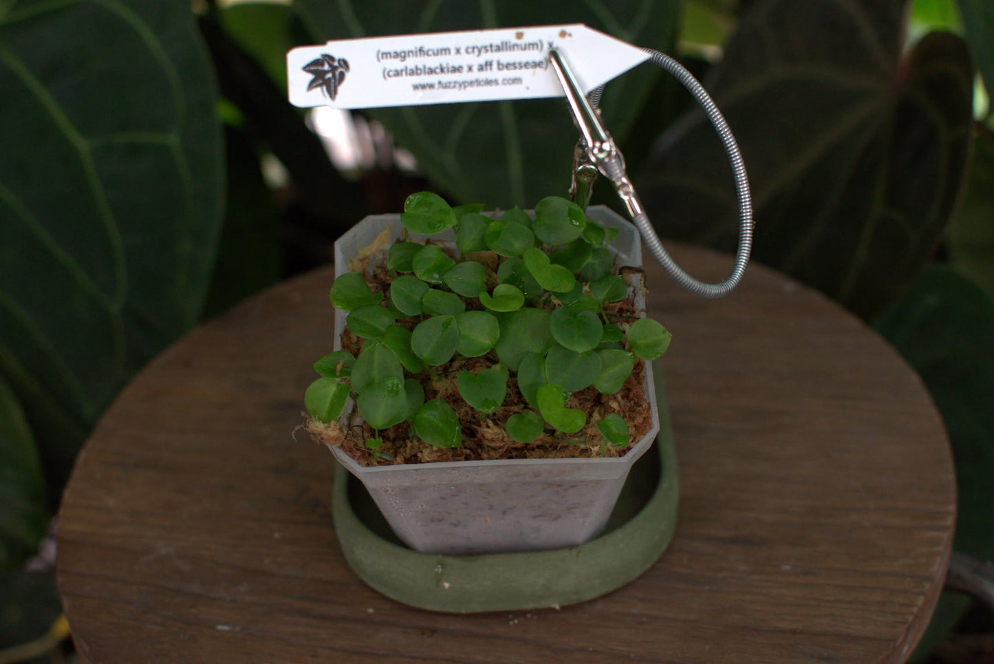 (magnificum x crystallinum) x (carlablackiae x aff besseae)
