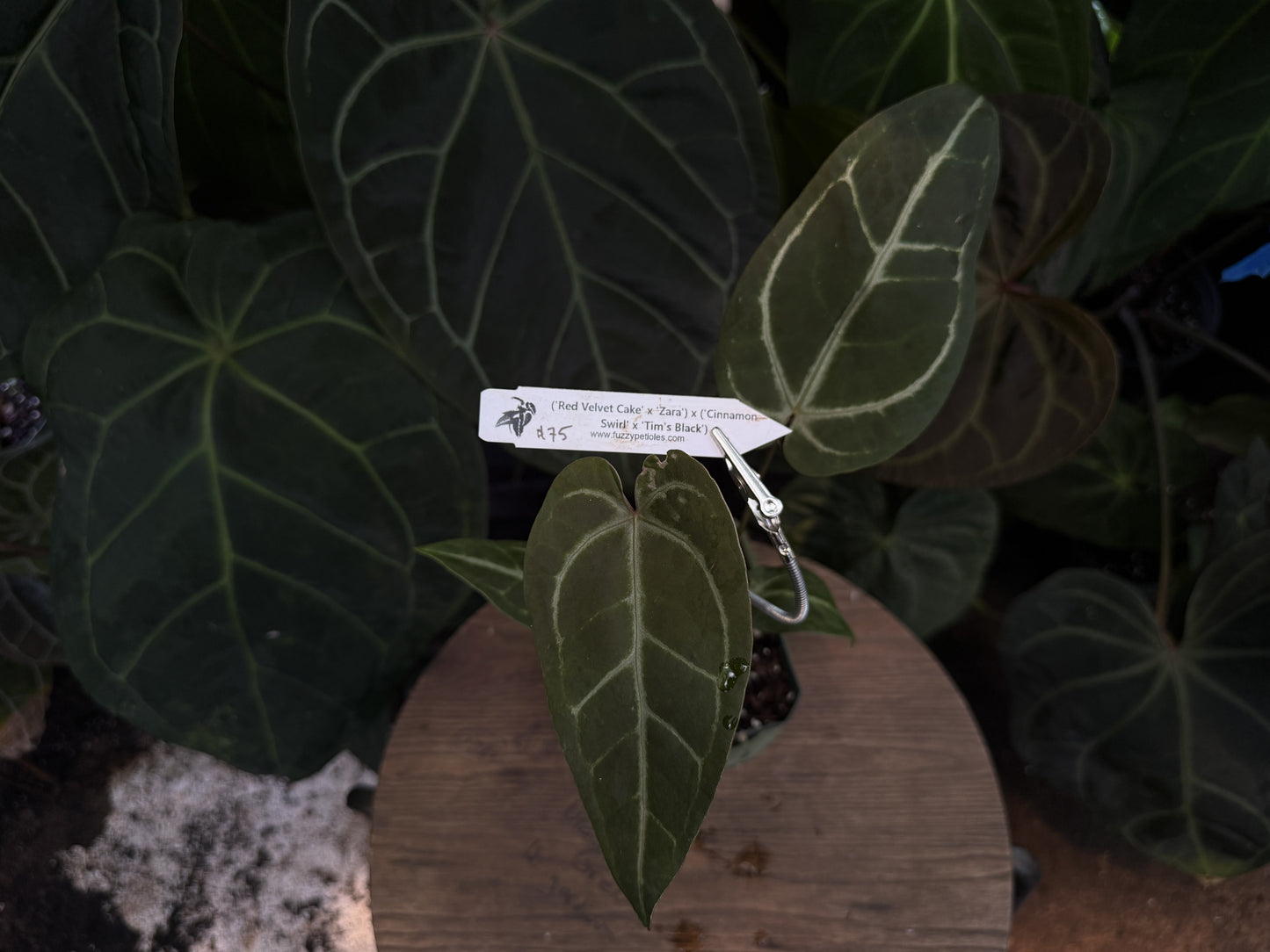 ("Red Velvet Cake" x "Zara") x ("Cinnamon Swirl" x "Tim's Black")