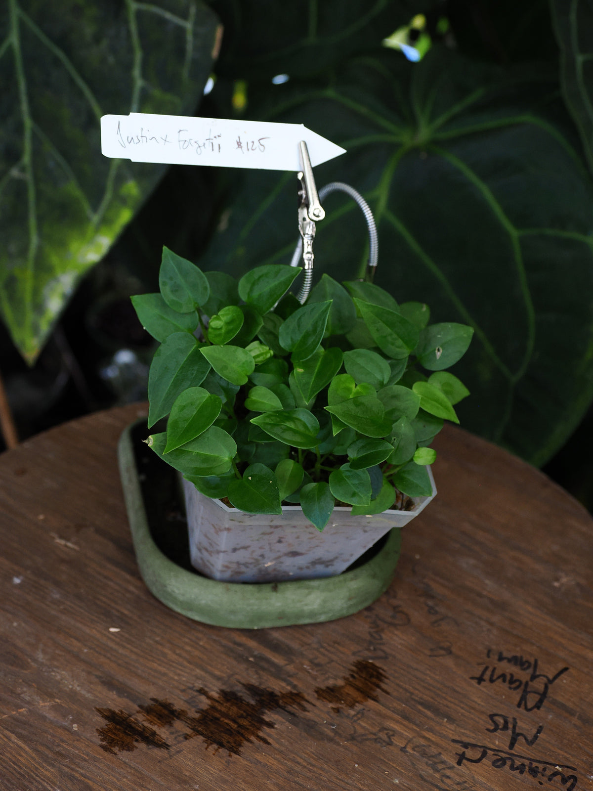 Anthurium "Justin" x forgetii