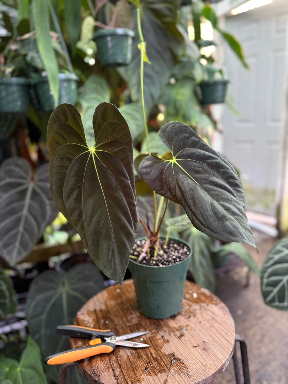 (portillae x antolakii) x antolakii