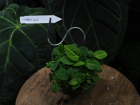 Anthurium ("Wonder Boy DarK" x "Doc Block") x carlablackiae OG1x5