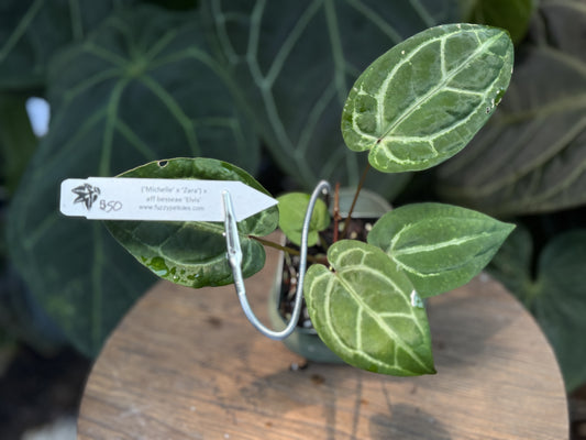 Anthurium ("Michelle" x "Zara") x aff besseae "Elvis"