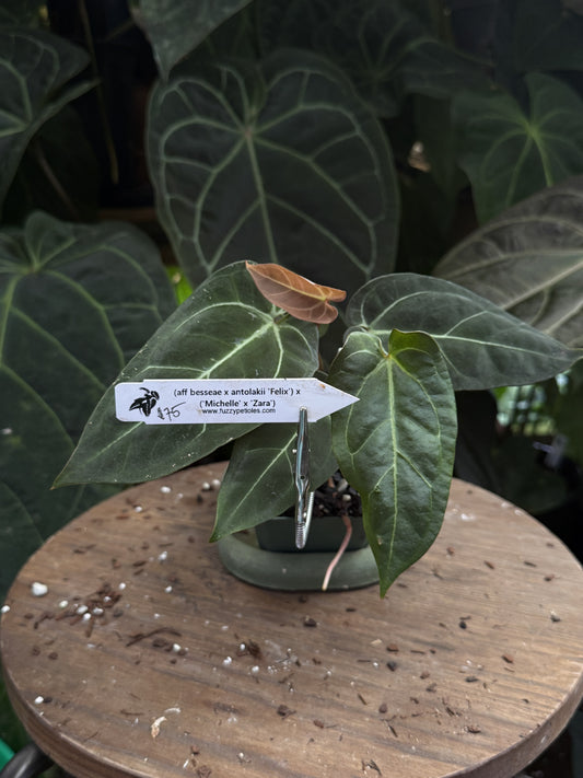 Anthurium (aff besseae x antolakii "Felix") x ("Michelle" x "Zara")