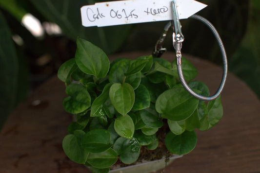 Anthurium carlablackiae OG1x5 x cerrocampense