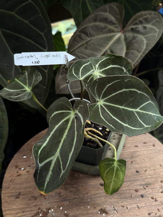 Anthurium (carlablackiae x aff besseae "Spider") x (crystallinum x carlablackiae)