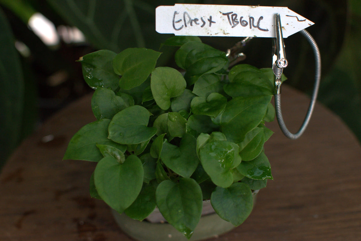 Anthurium Eastern dressleri x ['Tim's Black' x ("Greige" x red crystal)]