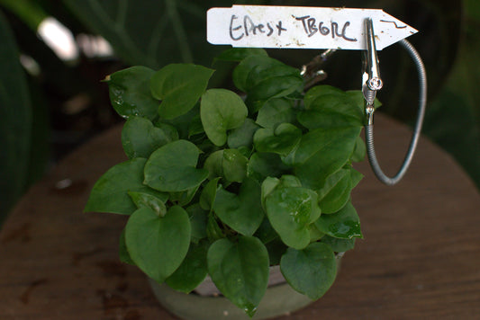 Anthurium Eastern dressleri x ['Tim's Black' x ("Greige" x red crystal)]