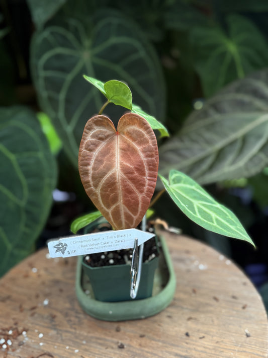 Anthurium ("Cinnamon Swirl" x "Tim's Black") x ("Red Velvet Cake" x "Zara")