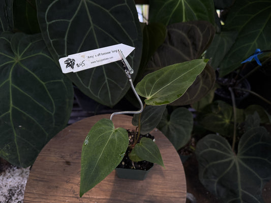 Anthurium 'Amy' x aff besseae "Long"