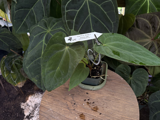Anthurium magnificum "Mickey" x dressleri
