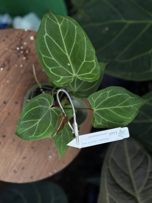 Anthurium ("Michelle" x "Zara") x "Amy"