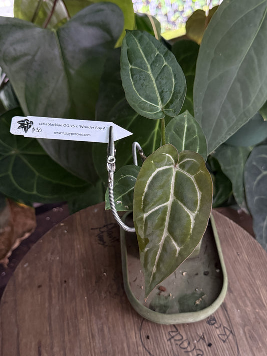 Anthurium carlablackiae OG1x5 x "Wonder Boy A"