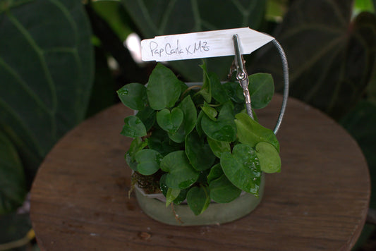 Anthurium (papillilaminum x carlablackiae) x ("Michelle" x "Zara")
