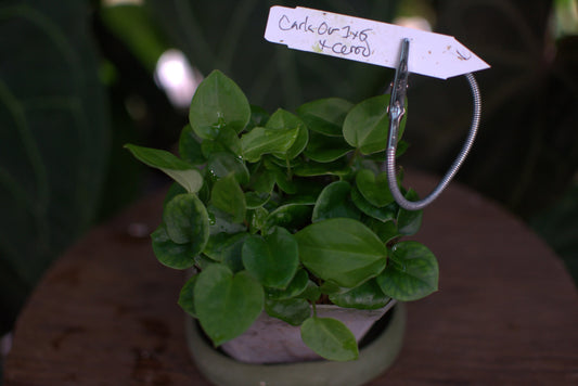 Anthurium carlablackiae OG1x5 x cerrocampense
