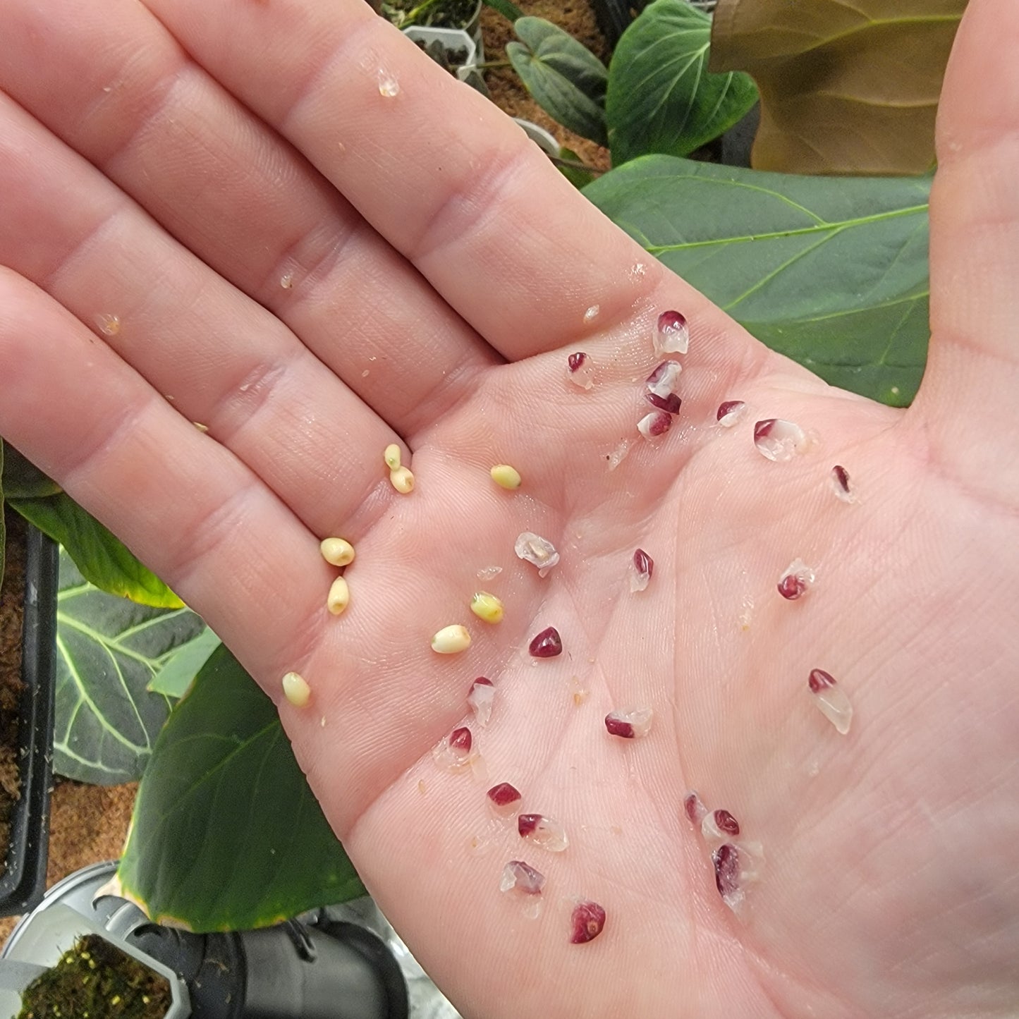 20 Fresh Seeds - Grower's Choice