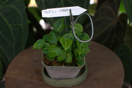 Anthurium ("Tims's Black" x villenaorum) x "Wonder Boy A"