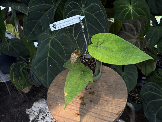 Anthurium dressleri x magnificum "Mickey"