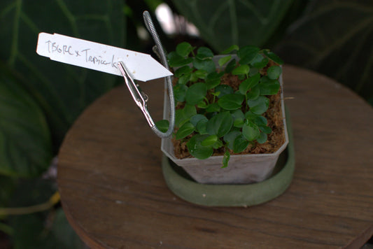 Anthurium ["Tim's Black" x ("Greige" x red crystal)] x carlablackiae "Tropicarla"