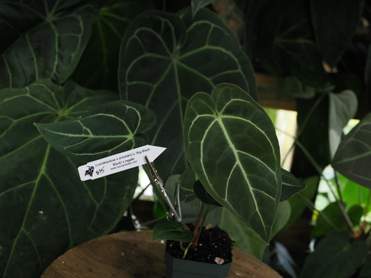 Anthurium [(carlablackiae x antolakii) x "Big Black Block"] x regale