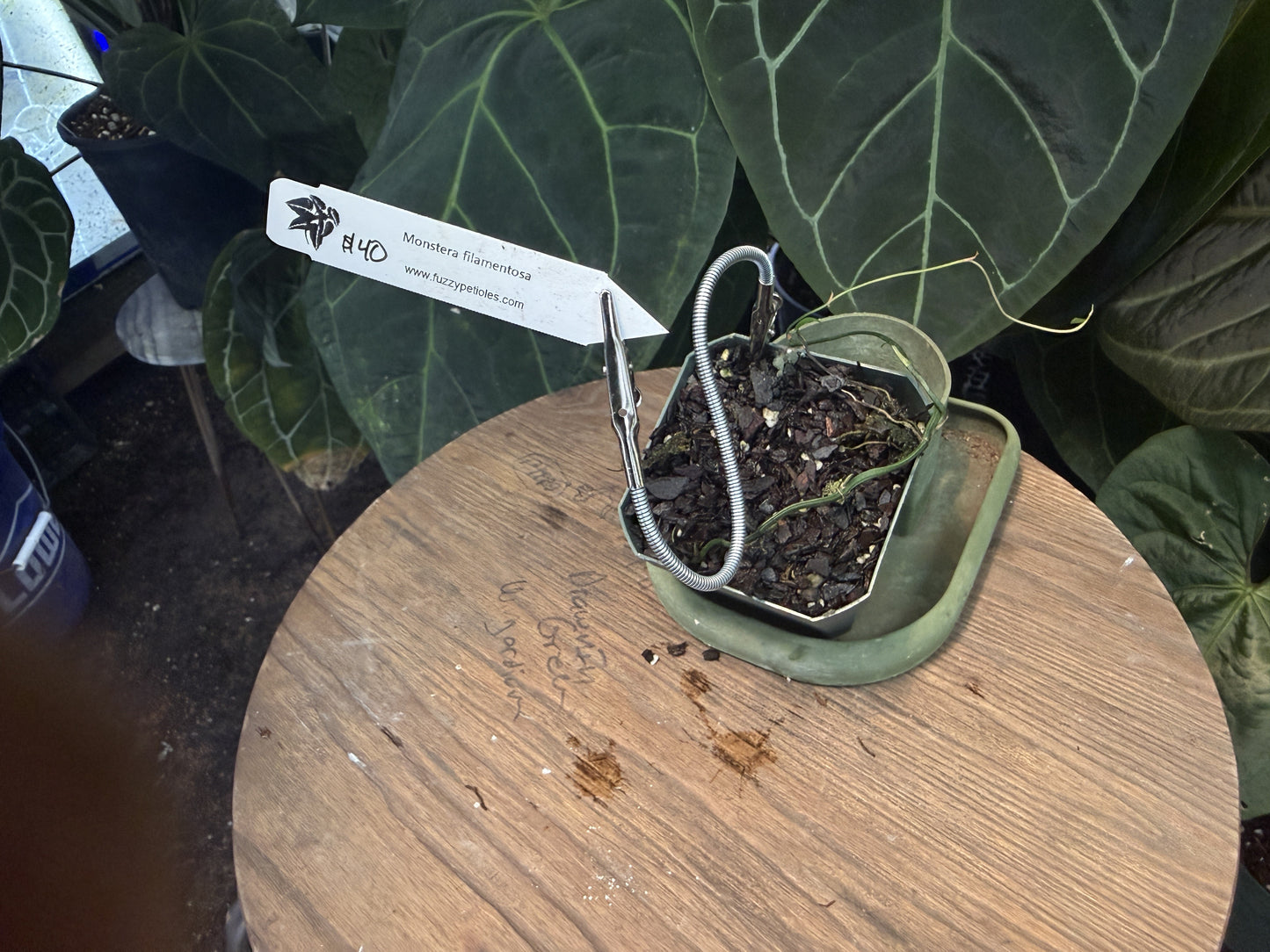 Monstera filamentosa