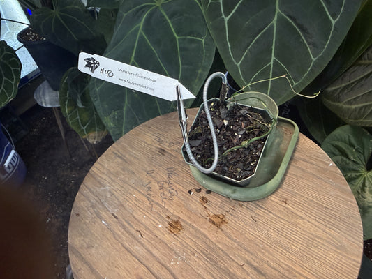 Anthurium Monstera filamentosa