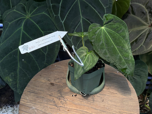 Anthurium 'amy' x aff besseae "Long"