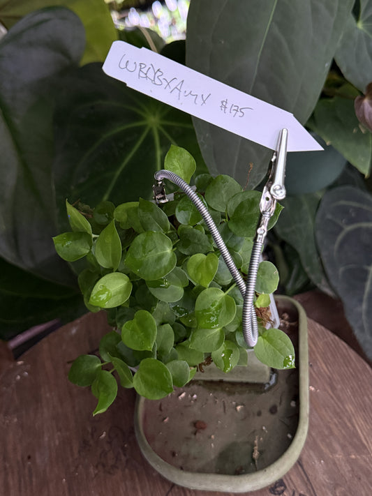Anthurium "Wonder Boy A" x 'Amy'
