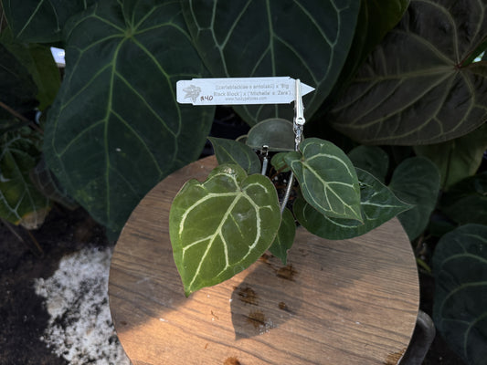 Anthurium [(carlablackiae x antolakii) x "Big Black Block"] x ("Michelle" x "Zara")