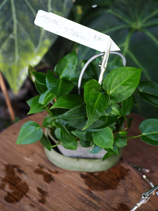 Anthurium ['Tim's Black' x ("Greige" x red crystal)] x carlablackiae "Tropicarla"