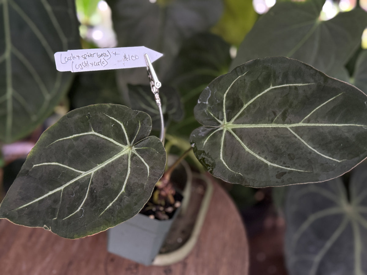 Anthurium (carlablackiae x aff besseae "Spider") x (crystallinum x carlablackiae)