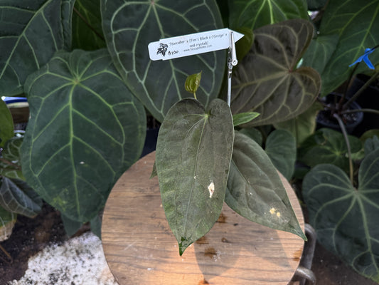 'Starcaller' x [Tim's Black x ('Greige' x red crystal)]