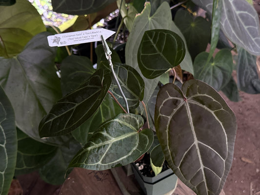 Anthurium ("Cinnamon Swirl" x 'Tim's Black') x ("Red Velvet Cake" x "Zara")