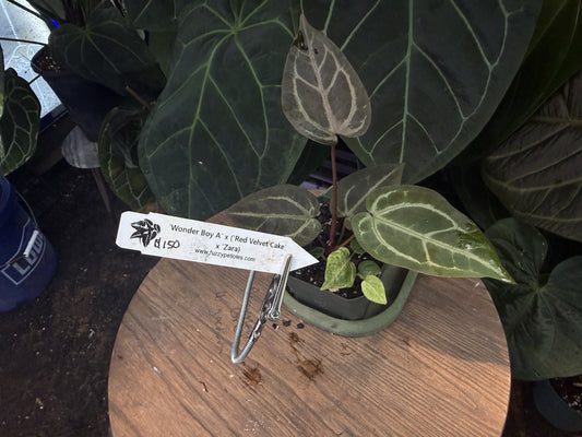 Anthurium "Wonder Boy A" x ("Red Velvet Cake" x "Zara")