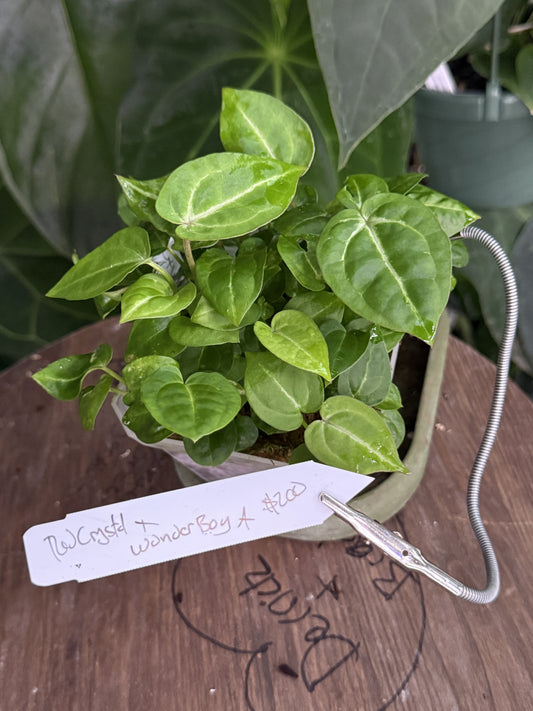 Anthurium [Tim Anderson (crystallinum x magnificum) x carlablackiae] x "Wonder Boy A"