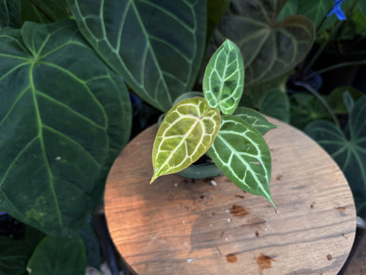Anthurium Lost Tag
