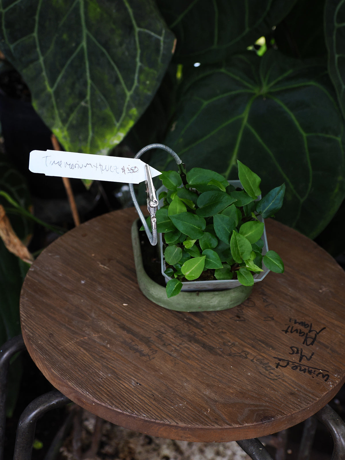 Anthurium Tim Anderson in memorium x ("Red Velvet Cake" x "Zara")