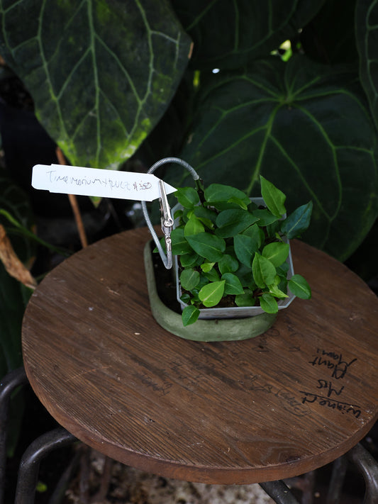 Anthurium Tim Anderson in memorium x ("Red Velvet Cake" x "Zara")