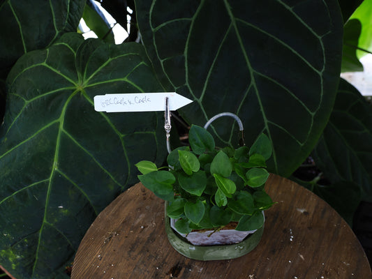 Anthurium [("Greige" x red crystal) x carlablackiae] x carlablackiae OG1x5
