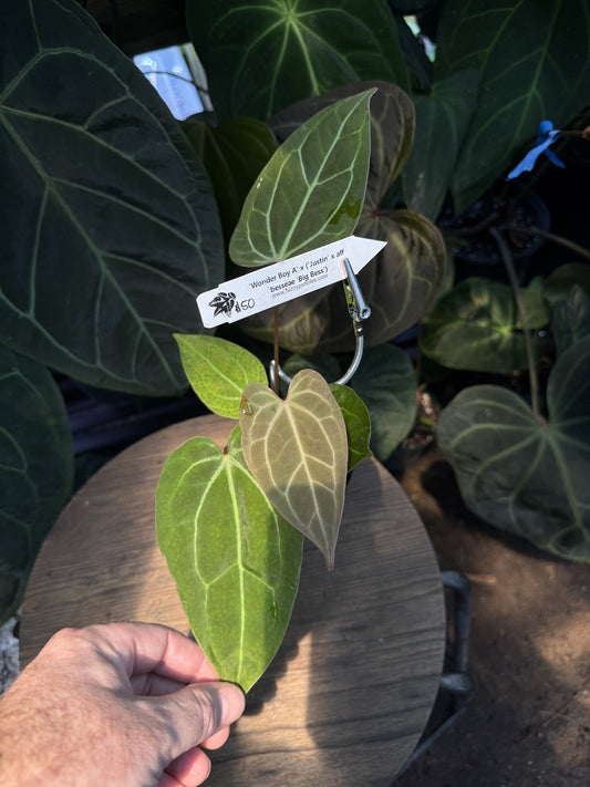 Anthurium "Wonder Boy A" x ("Justin" x aff besseae "Big Bess")