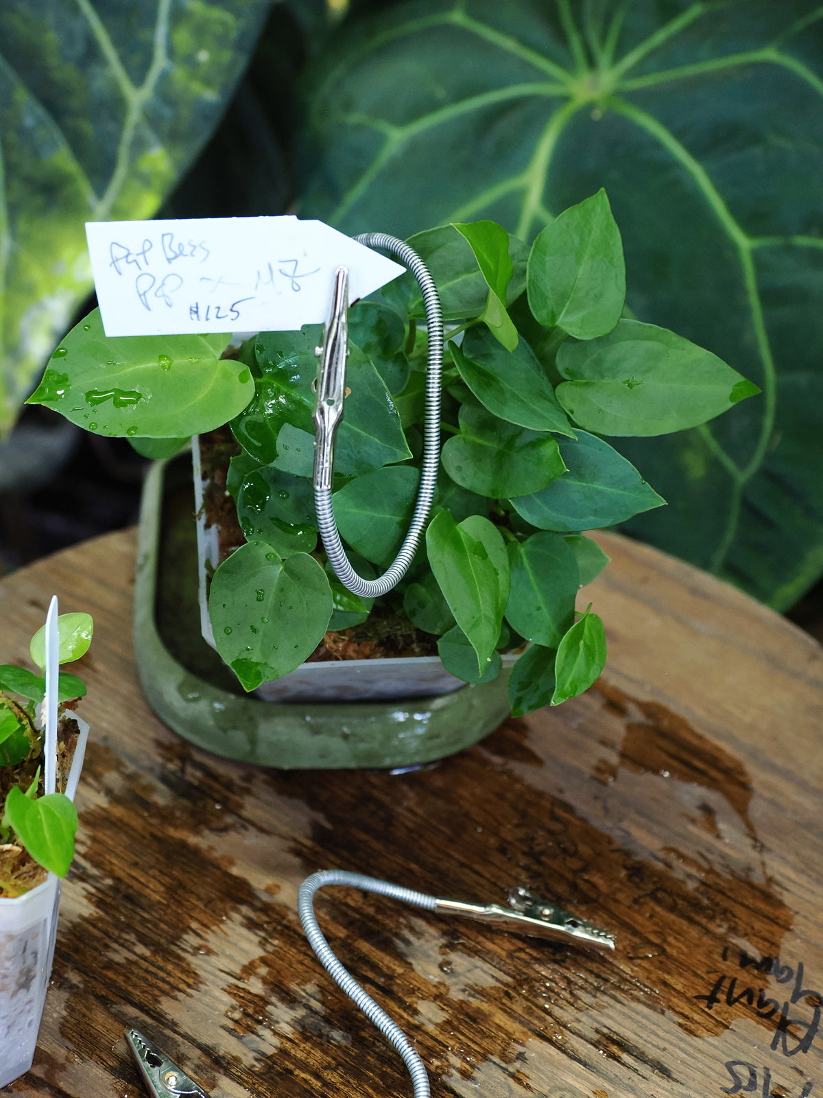 Anthurium [(papillilaminum "Gatorskin" x aff besseae) x papillilaminum 8x5] x ("Michelle" x "Zara")