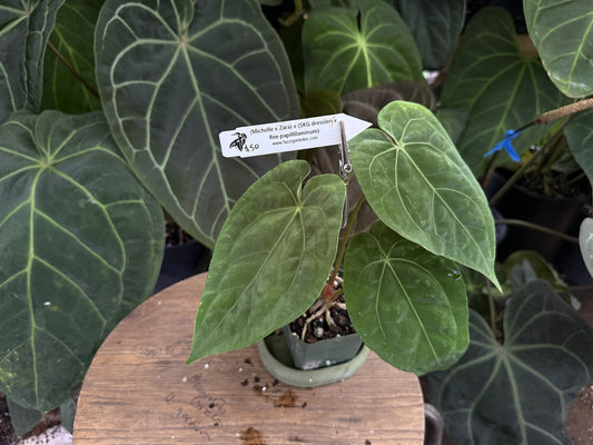 Anthurium ("Michelle" x "Zara") x (SKG dressleri x Ree papillilaminum)