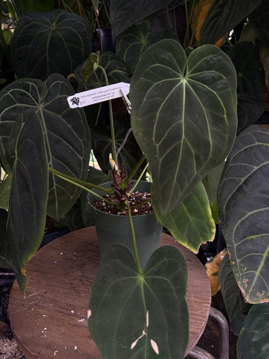 Anthurium (SKG dressleri x Ree papillilaminum) x carlablackiae OG1x5
