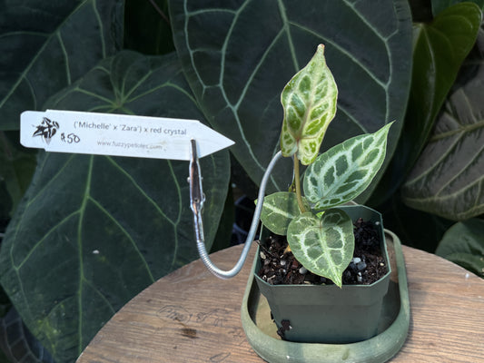 Anthurium ("Michelle" x "Zara") x "red crystal"