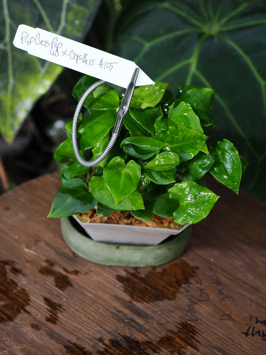 Anthurium [(papillilaminum "Gatorskin" x aff besseae) x papillilaminum 8x5] x (crystallinum x aff besseae)